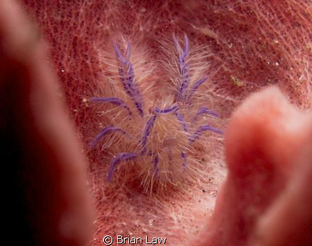 Something is in my EAR! by Brian Law 