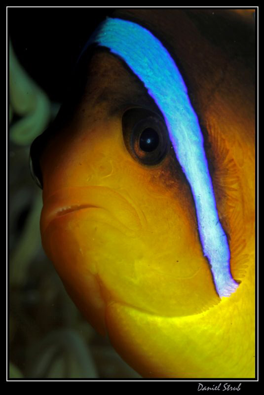 close portrait of a clownfish :-D by Daniel Strub 