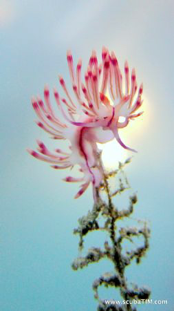 NOT your typical nudi shot - Sunset behind the Nudi

co... by Tim Ho 