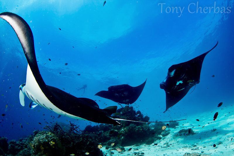 Cleaning Station by Tony Cherbas 