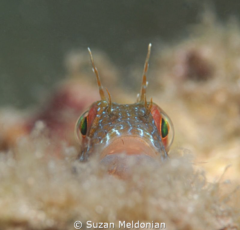 Blenny playing peek-a boo in the fluff. by Suzan Meldonian 
