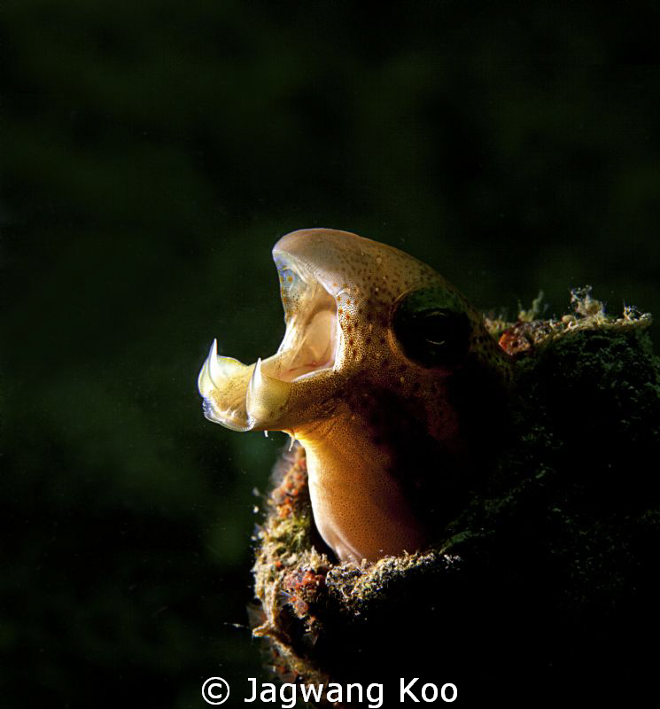 Yawning FangBlenny by Jagwang Koo 