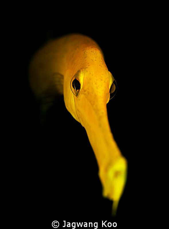 Yellow Trumpet  Fish by Jagwang Koo 