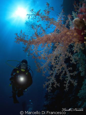 Soft Coral by Marcello Di Francesco 