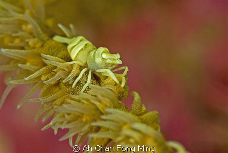 focus, focus, focus.. by Ah Chan Fong Ming 