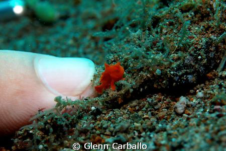 Baby frog fish by Glenn Carballo 