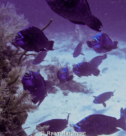 The Swarm- Midnight parrotfish grazing on French Reef by Ryan Marchese 