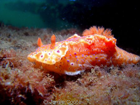 "Nice Nudi"
Orange Nudibranch by Jamie Coote 
