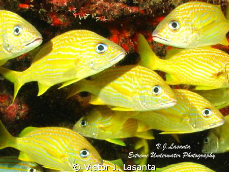 School of French Grunt at Las Gatas Dive site in Tourmari... by Victor J. Lasanta 