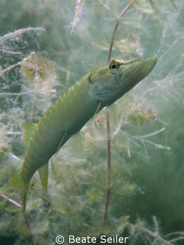 Juv. Pike by Beate Seiler 