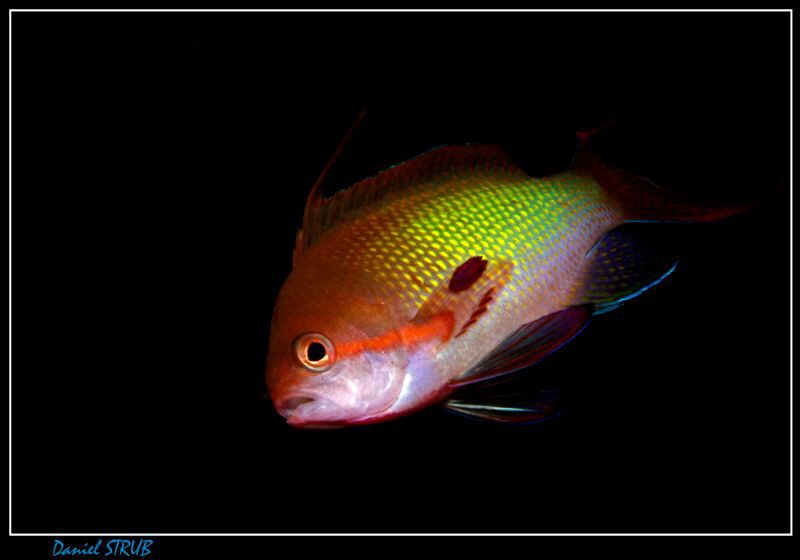 Anthias :-D by Daniel Strub 