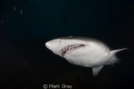 Big Boy GNS close up by Mark Gray 