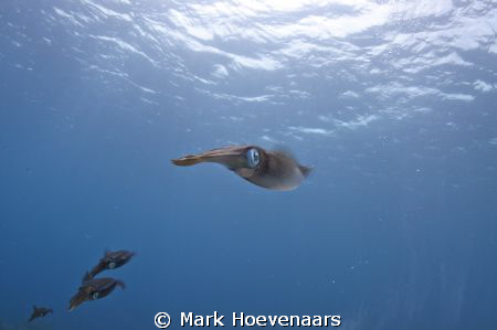 Squid Patrol by Mark Hoevenaars 