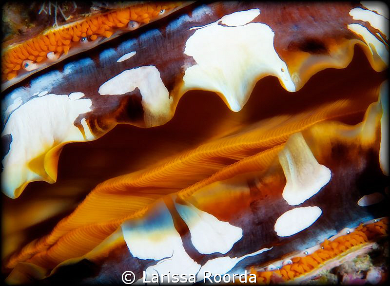 Contemporary clam by Larissa Roorda 