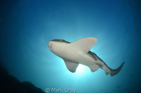 Leopard Shark Sunburst by Mark Gray 