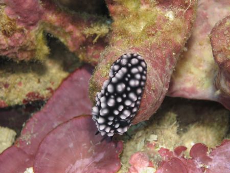 Taken at Manado, Indonesia by Dennis Siau 