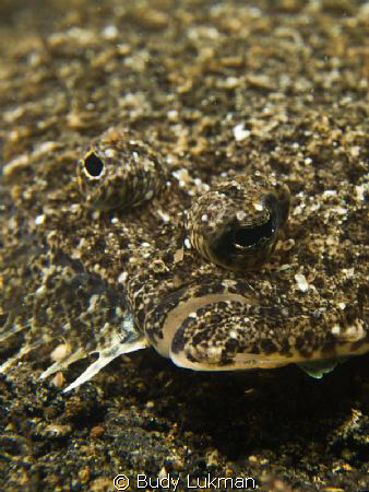 Flounder by Budy Lukman 