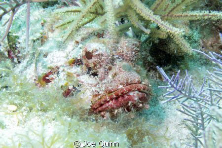 Scorpion fish on Molasses reef, Key Larg,Fl by Joe Quinn 