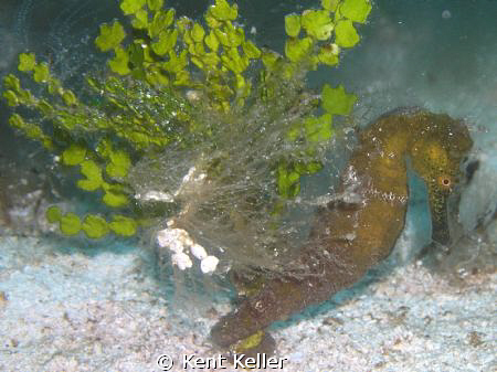 Seahorse Dream by Kent Keller 