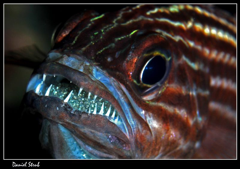 Apogon hatching :-D by Daniel Strub 