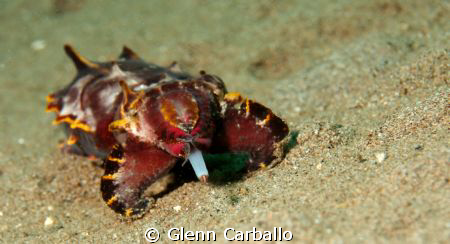 Flamboyant hunting by Glenn Carballo 