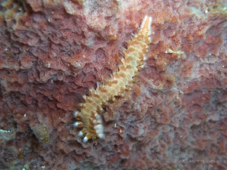 Fire Worm. West Palm Beach, FL by Mark Hoevenaars 