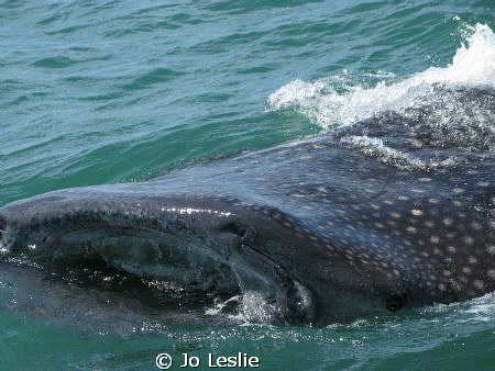 Whale Shark by Jo Leslie 