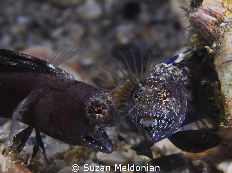 ... and then I want a big rock coral garden, 100 kids, an... by Suzan Meldonian 