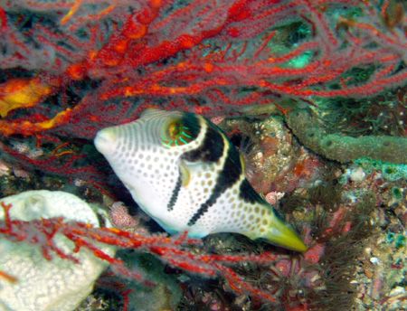 Petit poisson coffre. by Philippe Brunner 