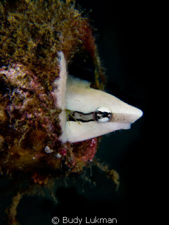 Blenny play peek a boo by Budy Lukman 