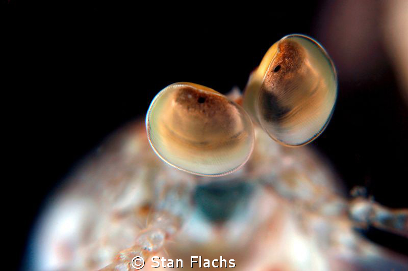 Eyes by Stan Flachs 