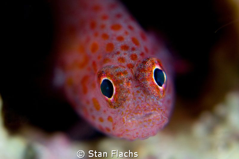 What's up? by Stan Flachs 
