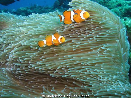 Thanks to the current these little guys cooperated for a ... by Madeleine Haglund-Gaunt 