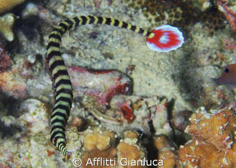 pipefish by Afflitti Gianluca 