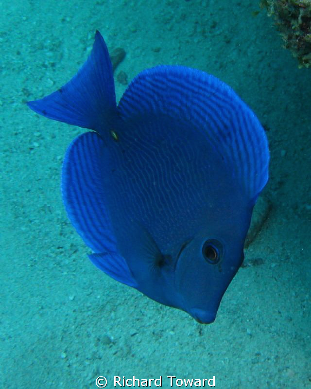 Blue Tang - Just caught the wee guy as he swam past by Richard Toward 