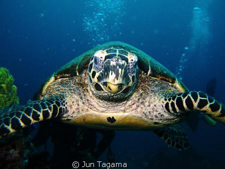 head shot, G12 + diffuser and internal flash by Jun Tagama 