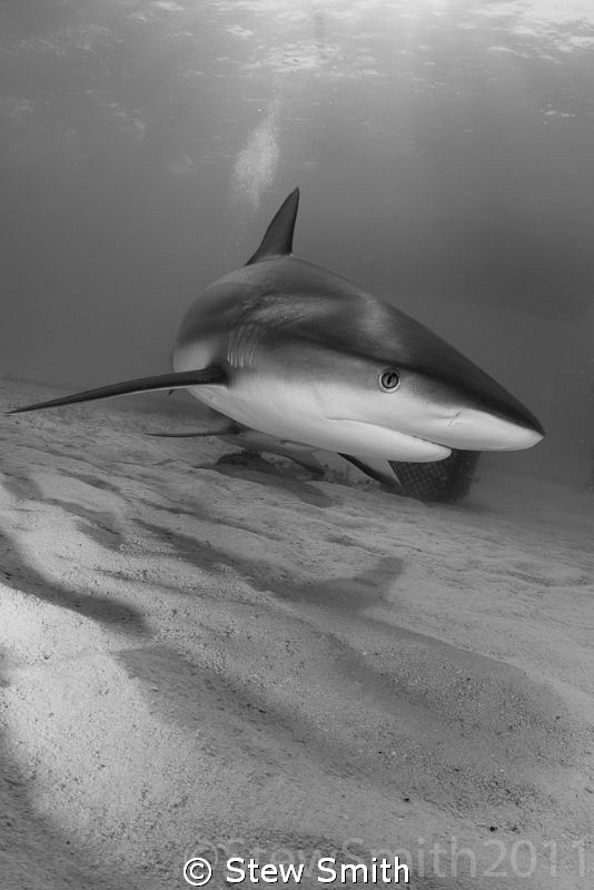 A reefie comes in to check me out by Stew Smith 