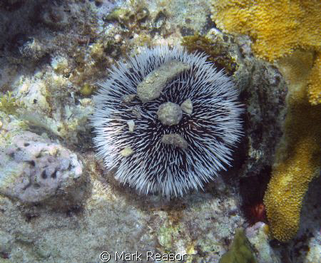West Indian Sea Egg attempting to camouflage itself with ... by Mark Reasor 