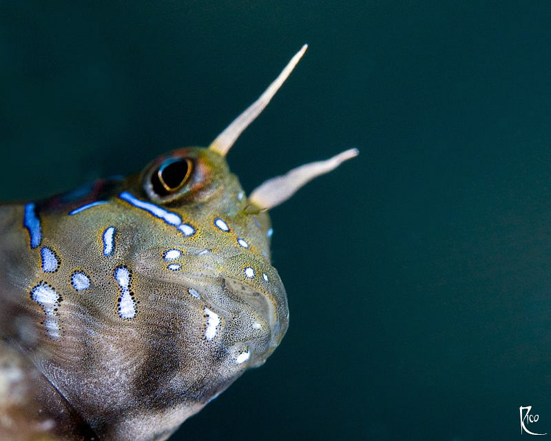 Blenny at the edge ;-) by Rico Besserdich 