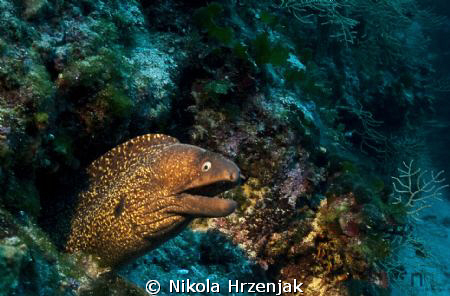 Beautiful Moray keeps your hole by Nikola Hrzenjak 