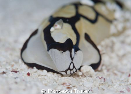 Strange face for a nudi... by Francesca Truter 