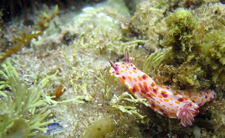 This shot was taken at Jervis Bay. Taken with a canon IXU... by Edward Roberts 