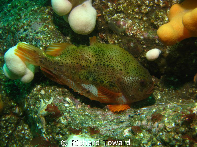 Female Lumpsucker off St Abbs Head by Richard Toward 