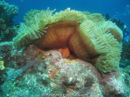 Anemone in current.
f/6.3, 1/125 iso 200, inon single st... by Madeleine Haglund-Gaunt 