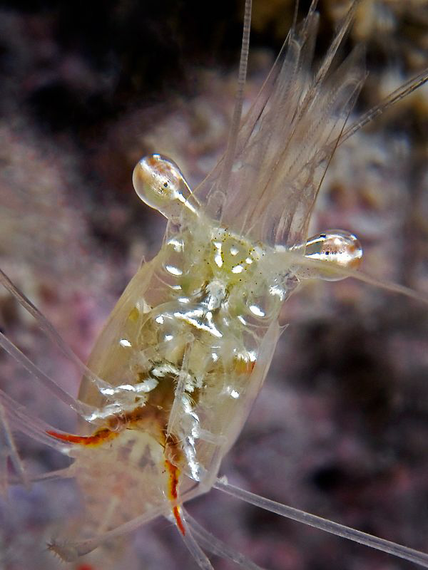 Shrimp portrait by Henry Jager 