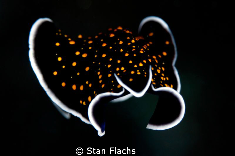 landing flatworm by Stan Flachs 