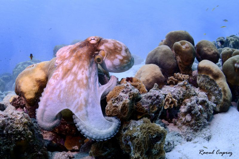 Another nice encounter in Bonaire by Raoul Caprez 