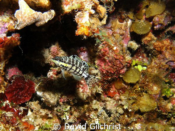 Harlequin Bass-Roatan, SeaLife DC 1000 by David Gilchrist 