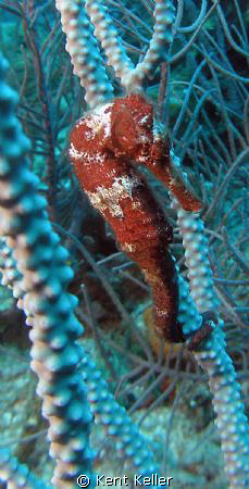 Roatan Sea Horse by Kent Keller 