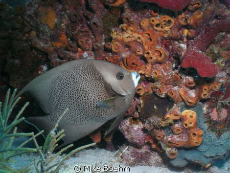 Grey Angelfish by Mike Boehm 